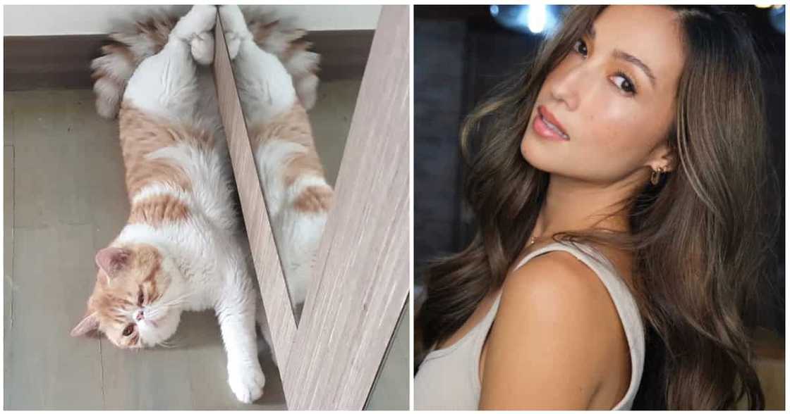 Solenn Heussaff, nawalan ng alagang pusa: "I believe he was stolen" Solenn Heussaff, nawalan ng alagang pusa: "I believe he was stolen"