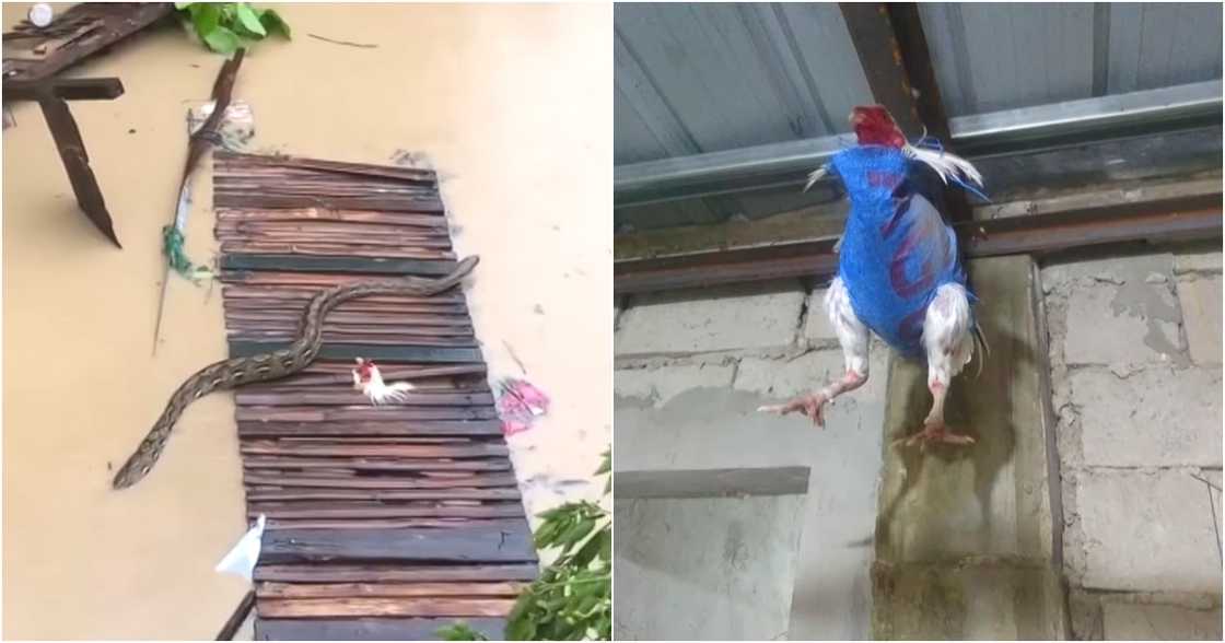 Balitang Bisdak/GMA Network/GMA Regional TV on YouTube Balitang Bisdak/GMA Network/GMA Regional TV on YouTube