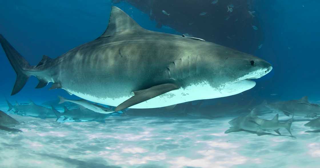 BFAR, kinondena ginawang paghatak ng mga residente buntis na pating dalampasigan ng Agusan del Norte BFAR, kinondena ginawang paghatak ng mga residente buntis na pating dalampasigan ng Agusan del Norte