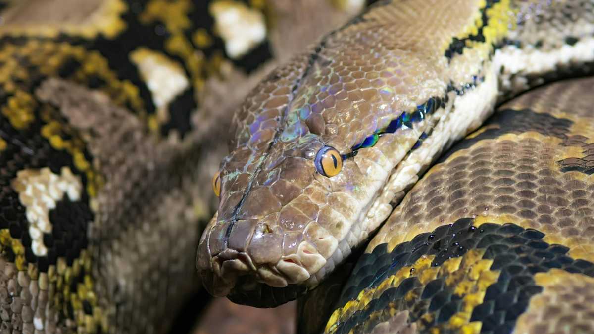Reticulated python, natagpuang nakatago sa stuffed toys sa isang ukayan ...