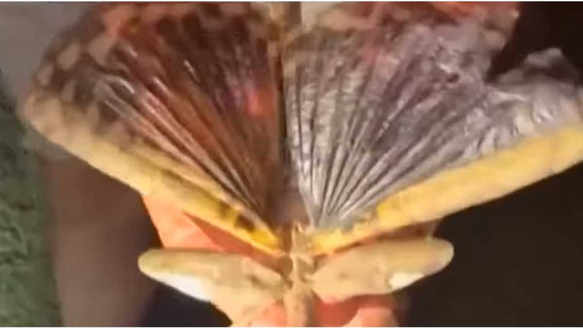 Australia's biggest and heaviest known insect discovered; more than a ...