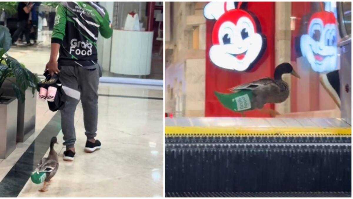 Video of a delivery rider accompanied by a duck while working amuses ...