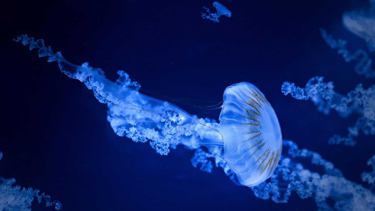 Tragedy sa Camarines Sur: 2 Minors Nadikitan ng Dikya, Isa Patay