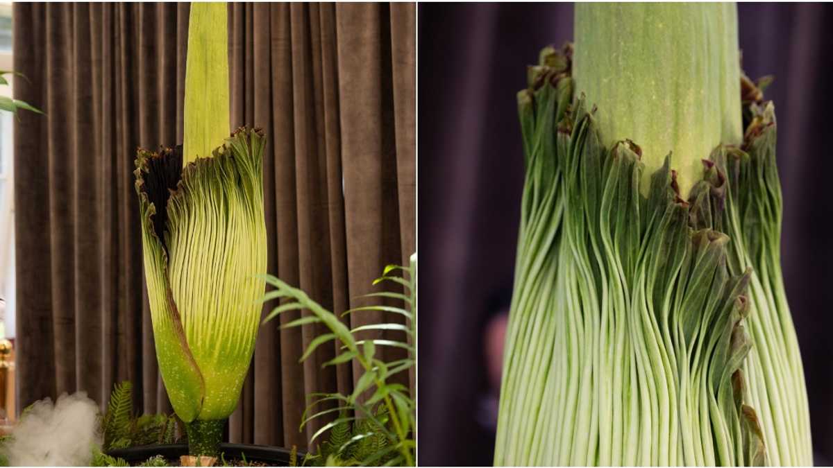 Talutot Kakaibang bulaklak sa Australia na amoy bulok na karne, dinumog ng mga ...