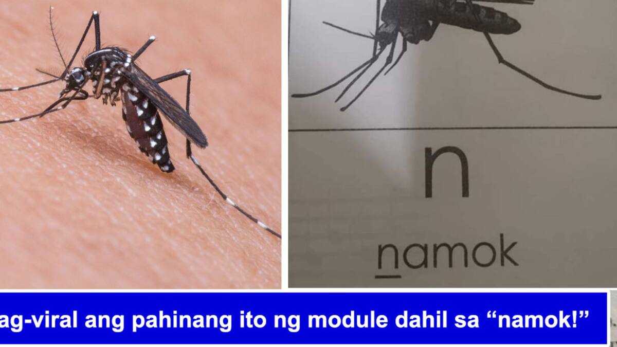 Module that called mosquitoes as 