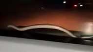 Snake startles occupants after appearing on moving car's windshield in South Cotabato