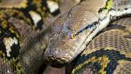 10-feet python found in car causes momentary panic among residents