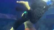 Mermaid performer sa isang aquarium, nalulunod na pala ngunit inakalang parte pa ito ng show