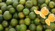 Strengthen the immune system with truly Pinoy fruits