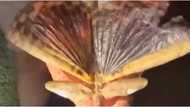 Australia's biggest and heaviest known insect discovered; more than a foot in length