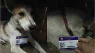 CUTE stray dog is a staff in a QC school!