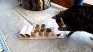 New Research Indicates That Cats Must Work For Food To Be Healthy And Happy