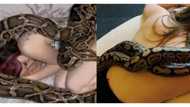 Woman sleeps with her pet snake every night... Then doctors warn her about possible consequences!