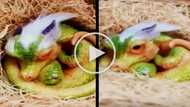 Is it real? Shocking video of a cute baby dragon goes viral! Watch the unbelievable clip here!