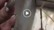 Kadiri naman 'to! Disgusted Pinay mom discovers worm inside foul-tasting chocolate drink 'Chuckie'