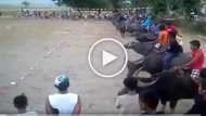 Aba Matindi! Video featuring a Carabao race in the PH went viral!