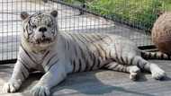 Say hello to Kenny, the inbred white tiger with down syndrome