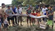 10-foot-long dead oarfish captured in Agusan del Norte two days before raging earthquake in Surigao