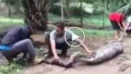 Brave Filipino farmers wrestle with scary giant snake after it swallowed their goat