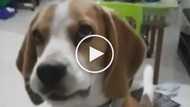This adorable dog gets mad whenever owner tells him he’s adopted