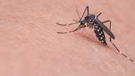 Piso kada isang lamok, alok ng isang barangay sa Mandaluyong para malabanan ang dengue