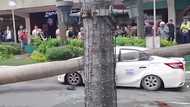 Taxicab crushed by massive tree in Quezon City as Typhoon Opong batters Luzon