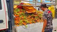 Viral ang pic ng isang magsasaka sa Benguet na nagbebenta ng isang trak na carrots sa halagang P10 kada kilo