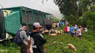 92 baboy, nawawala pa rin matapos tumaob ang truck; pulis, nagbabala sa mga kumuha