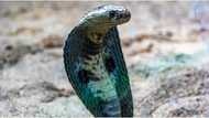 Two-year-old baby boy shockingly bites a cobra to death