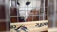 Netizen lambasts Cebu Pacific for mishandling dog crate causing injuries to pet
