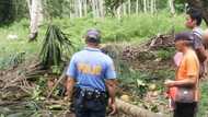Buntis na babae, nasawi matapos mabagsakan ng puno ng niyog sa Davao Occidental