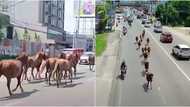 18 horses escape farm, strut like bosses on national road