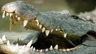 Fisherman fatally attacked by crocodile in mangrove while sleeping in his boat in Palawan