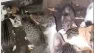 Video ng mga pusa na kasalo sa pagkain ang isang daga, kinaaliwan