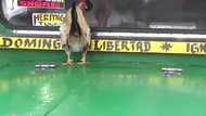 Jeepney with a live chicken on its hood was apprehended during EDSA road safety check