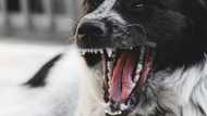 Suspected rabid dog, umatake sa mga estudyante ng San Lorenzo National High School