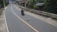 Rider at angkas, sumemplang matapos makabangga ng aso sa Talisay, Batangas