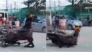 Racing horse falls down after being grazed by a motorcycle-riding traffic enforcer