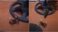Fight between a rat and a crab, caught on camera in Surigao del Sur
