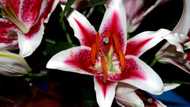 When to transplant lilies: expert advice