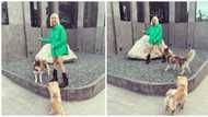 Vice Ganda delights netizens as he posts adorable pics with his fur babies