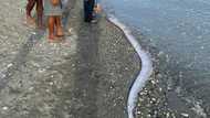 Patay na oarfish, natagpuan sa San Jose, Oriental Mindoro