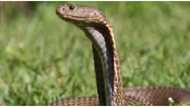 Man in critical condition after cobra bite in South Cotabato