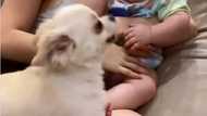 Coleen Garcia, Billy Crawford’s dog shows being overprotective of baby Amari in viral video