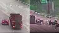 Truck containing live cows falls on its side and ablazes in the middle of the road