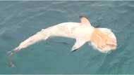 Dead shark seen in Zamboanga City with a diaper on its face