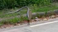 Heart-stopping encounter: Aggressive cobra on the road strikes, misses rider by several inches