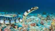 Up close with a sea krait or “walo-walo”: Venomous sea snake joins diving lesson in Batangas