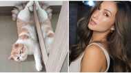 Solenn Heussaff, nawalan ng alagang pusa: "I believe he was stolen"