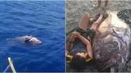 Fishermen Cagayan catch a humongous 'Lapu-Lapu' weighing 141 kilograms
